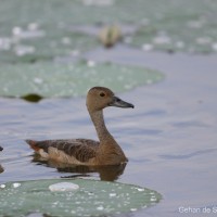 Anatidae